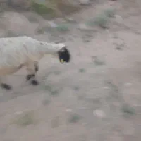 میش آبستن