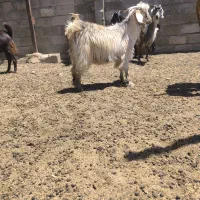 کهره نر