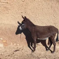 خرجوان|حیوانات مزرعه|شراء, |دیوار