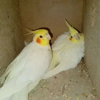 عروس هلندی و مرغ عشق