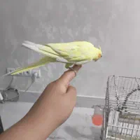 دو عدد عروس هلندی