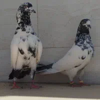کبوتر پرشی