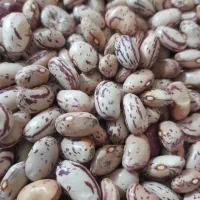لوبیا چیتی