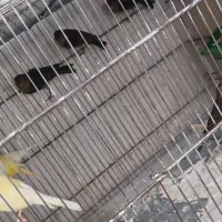 قناری جوجه ۴ ماهه نژاد کبالت