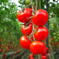 از تولید ب مصرف گوجه ریز درجه 1