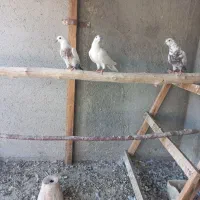 کبوتر سربری دونی 150تومان