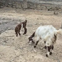 بز نیدی همراه بچه
