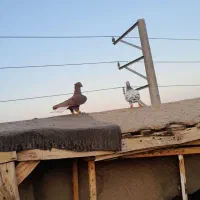 کفتر