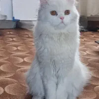 جفت گیری گربه پرشین نر