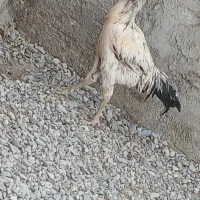 خروس اصیل