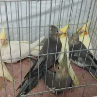 ۷عدد عروس هلندی تازه دونخور