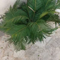 فروش گل سیکاس بونسای ۲۰ ساله