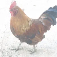 خروس محلی
