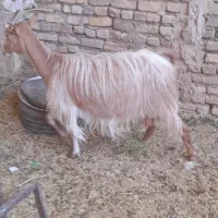 دوراس بز شیری دورگ سانن