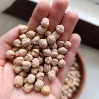 نخود فله و جزئی