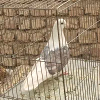 ۴ عدد کفتر نر پریدنی