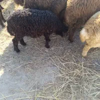 بره .|حیوانات مزرعه|اردبیل, |دیوار