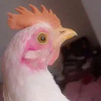 جوجه خروس دو ماهه