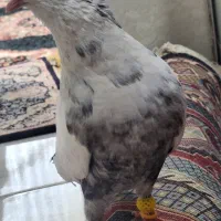 کبوتر دم سیاه