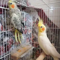 جفت عروس هلندی با جوجه