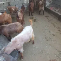 کهره نر