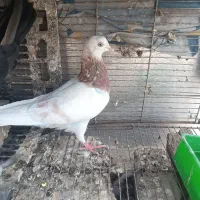 یه کفتر زردی ماده