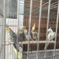 عروس هلندی همه نژادها