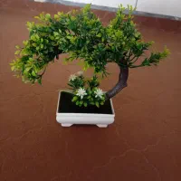 درختچه تزیینی