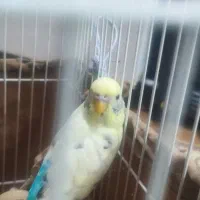 مرغ عشق