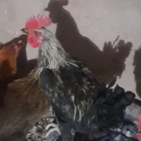 خروس فروشی