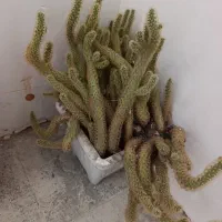 کاکتوس