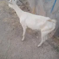 یک راس بزغاله ماده سانن جنس دو تا معمولی ارزان بره