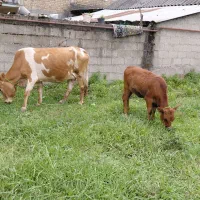 گاو وگوساله چالوسی ودورگ گوساله ماده 3راس