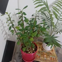 گل مرجان
