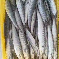 فروش آنلاین ماهی و میگو تازه دریای بوشهر