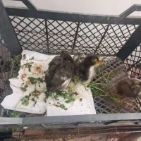 جوجه|حیوانات مزرعه|معصومیه, |دیوار