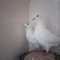 کفتر کاکولی سفید