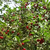 آلبالو درجه یک تازه و تمیز