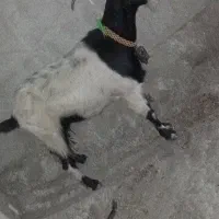 بز جوان
