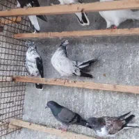 چنتا کبوتر جوجه
