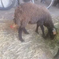 بره نر گیج