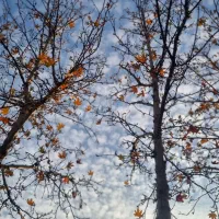 نگهبان و باغبان هستم