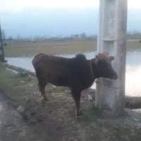 گاو گیل دورگ ۸ماه آبستن ورزا لیشه|حیوانات مزرعه|رشت, حومه رشت|دیوار