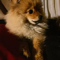 پامر ۴ ماهه نر