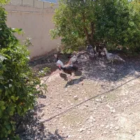 فروش تخم بوقلمون وتخم مرغ جوجه خروس