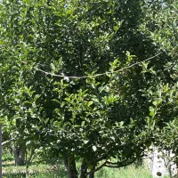 گشت و طبیعت گردی با اسب اسب سواری