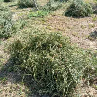 یونجه