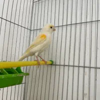 قناری نر و ماده مولد