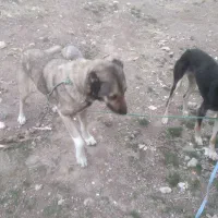 سگ گله جوان ماده