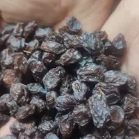 کشمش آفتاب خشک و سایه خشک درجه یک مخصوص آبگیری